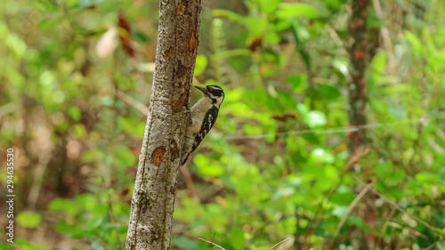 Woodpecker Bird in the Woods 