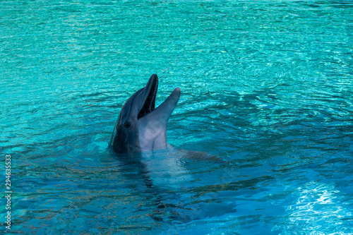 Canvas Print Dolphin head poking out of the water