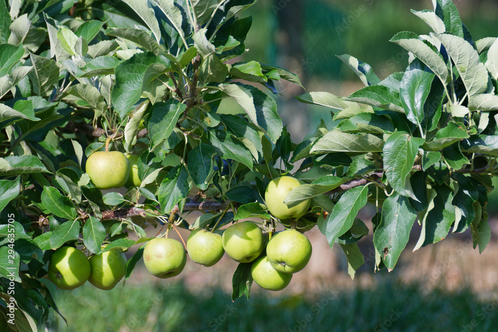 reife Äpfel hängen am Baum reife Äpfel hängen am Baum