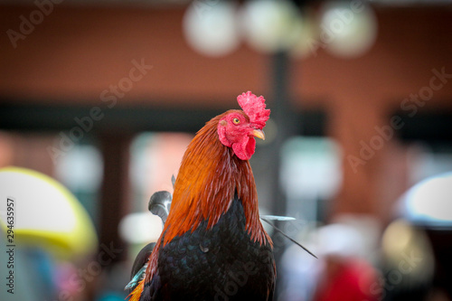 Portrait of a Rooster in Ybor city photo