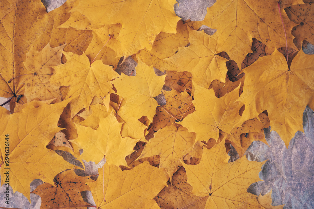 Yellow maple leaves are scattered on crumpled paper. Autumn beautiful background, top view.