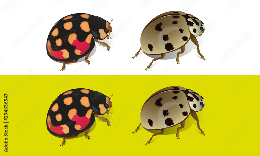 Fototapeta premium Coccinelles Cheilomenes sulphurea et Olla v-nigrum
