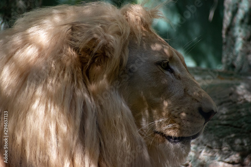 Portrait of a lion head
