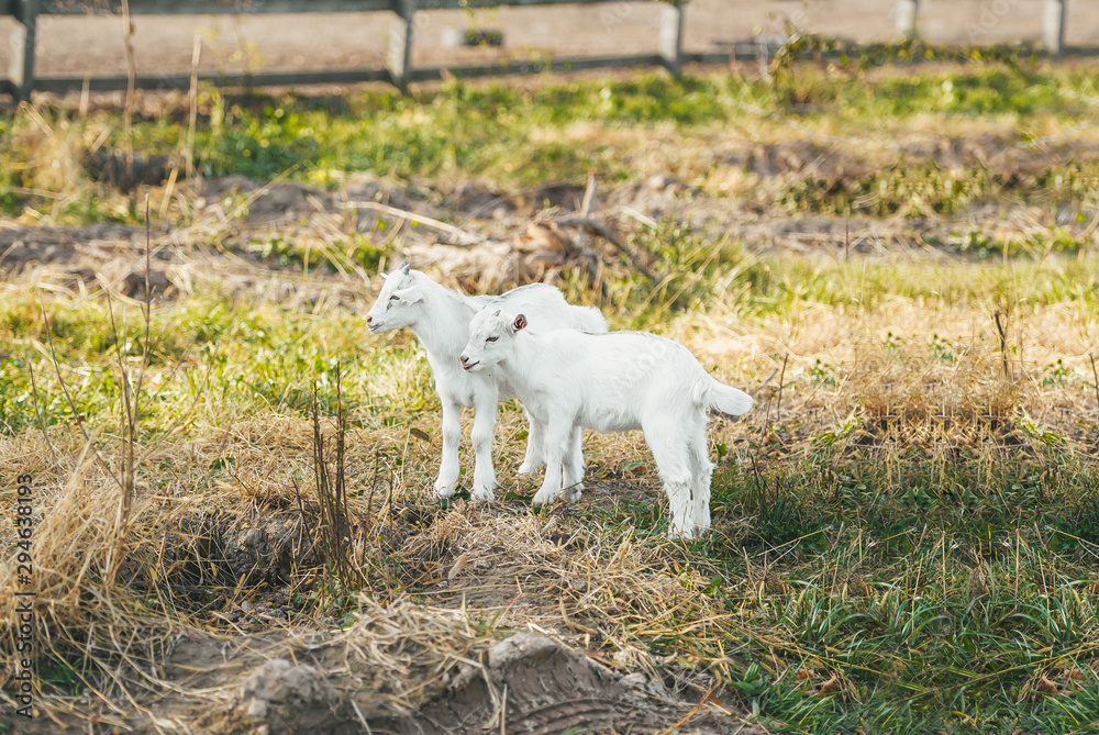 Obraz premium Two cute white kid goat on a farm.