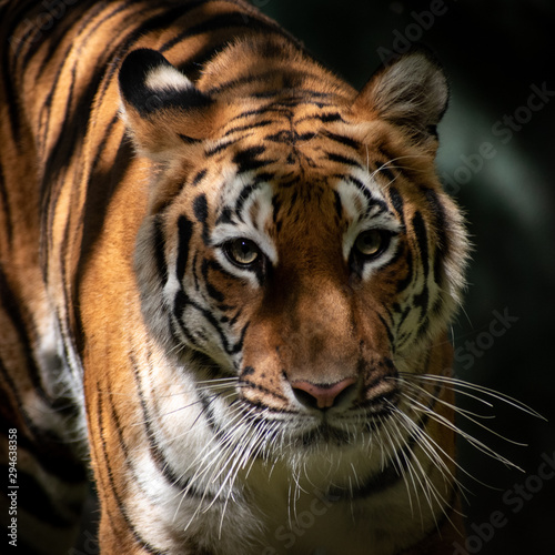 portrait of a tiger  standing  staring