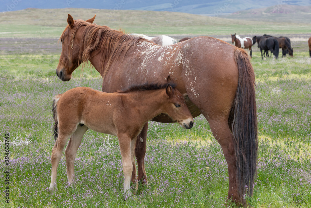 Obraz premium Wild Horse Mare and Foal in Spring in the Utah Desert