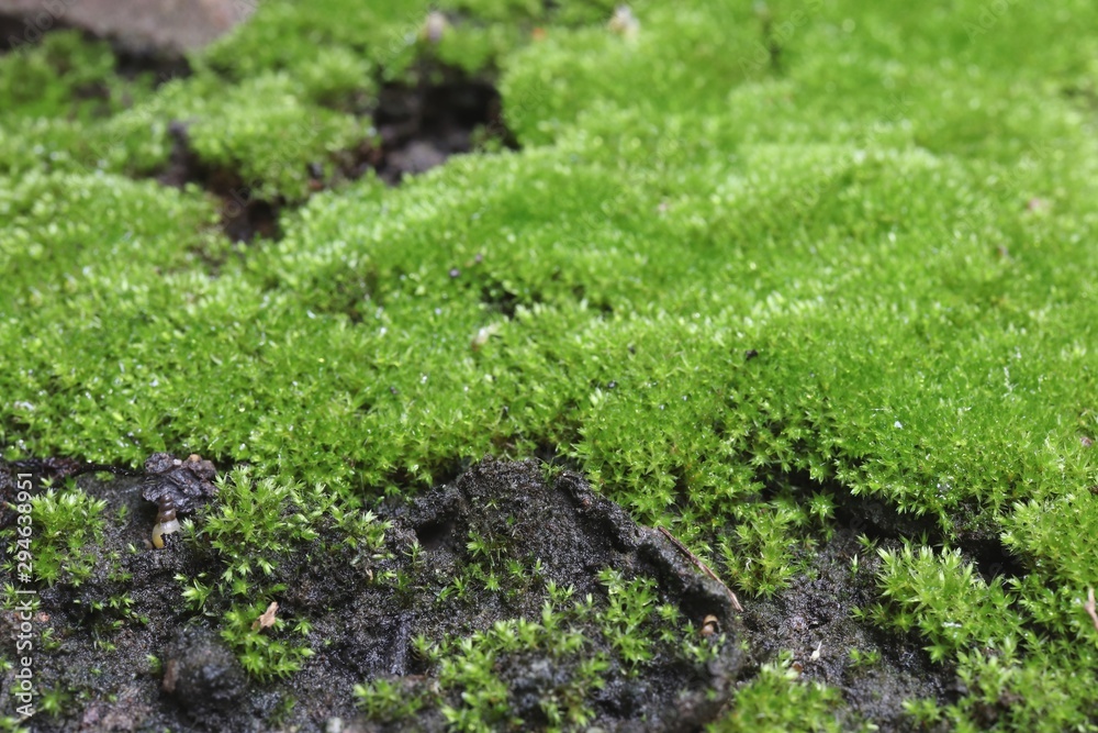 close-up green moss on floor, beautiful nature green background close-up green moss on floor, beautiful nature green background