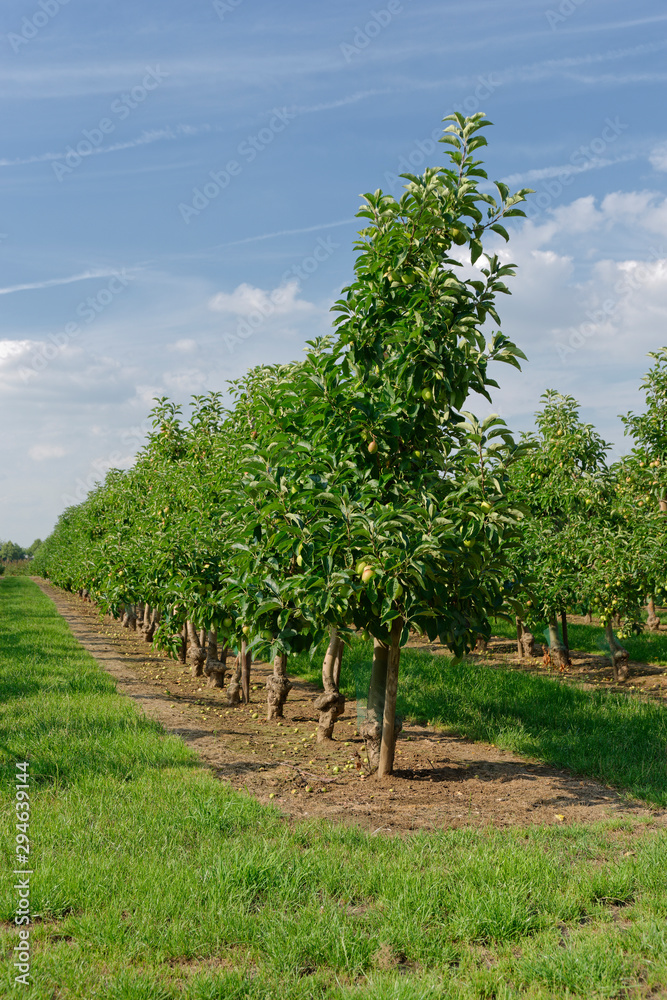 Apfelplantage am Niederrhein