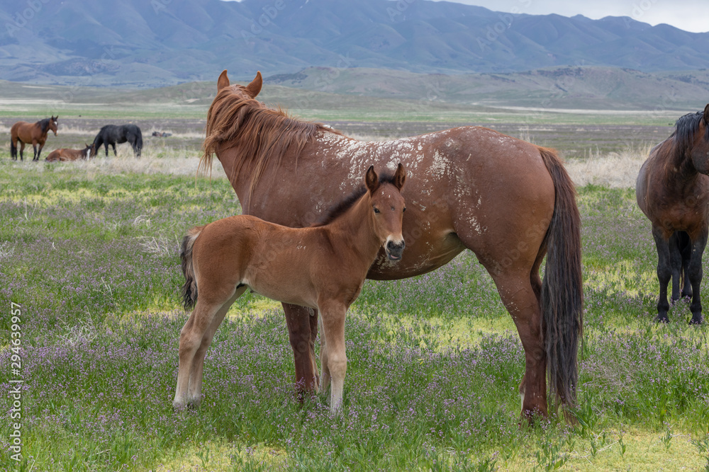 Wild Horse Mare and Foal in Spring in the Utah Desert