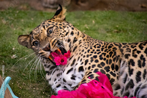 Photography Leopard making a funny face