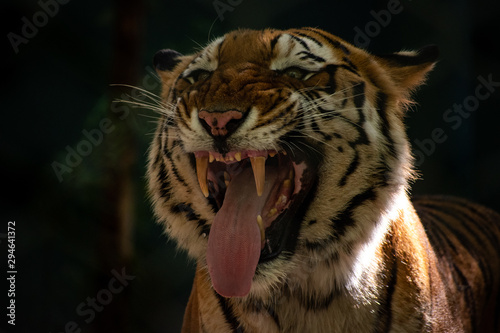 Close up of a tiger face photo