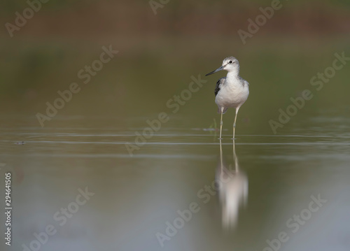 Common green Shank with reflection in water