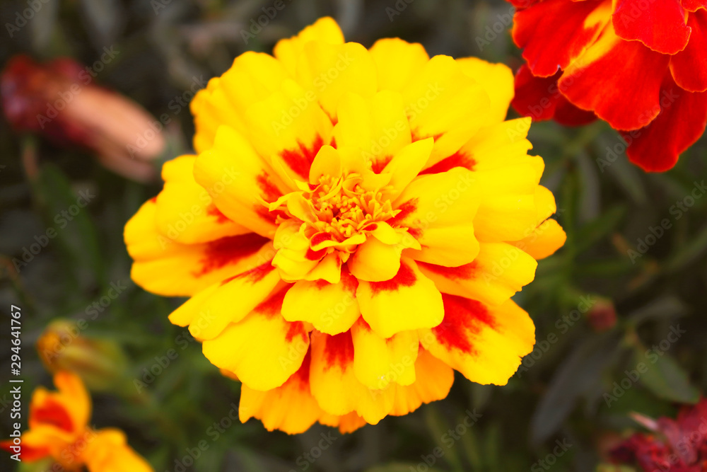 Marigold flowers. Close-up. Top view. Background. Marigold flowers. Close-up. Top view. Background.