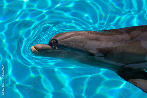 Photography Profile of a dolphin head