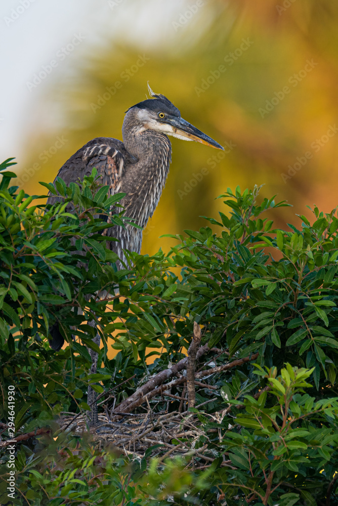 Fototapeta premium A Great Blue Heron nestling in the morning light.