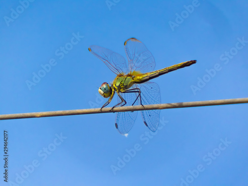 Insecto libélula posada en cable sobre cielo azul.