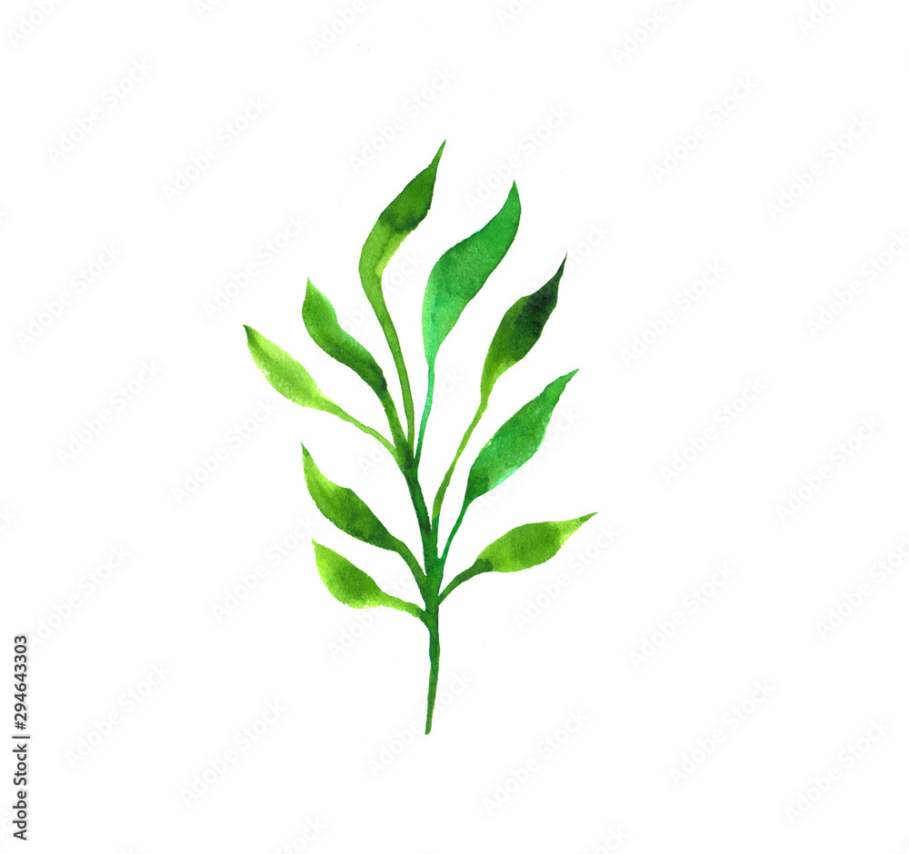Watercolor hand painted element. Green leaf. Nature detail image for design projects.