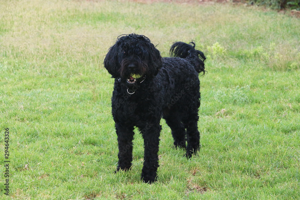 portuguese whater dog on grass portuguese whater dog on grass