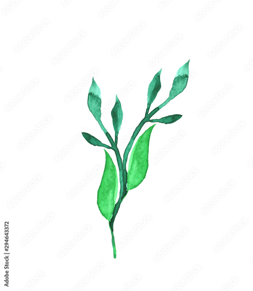 Obraz premium Watercolor hand painted element. Green leaf. Nature detail image for design projects.