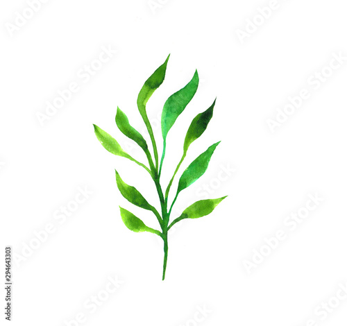 Watercolor hand painted element. Green leaf. Nature detail image for design projects.