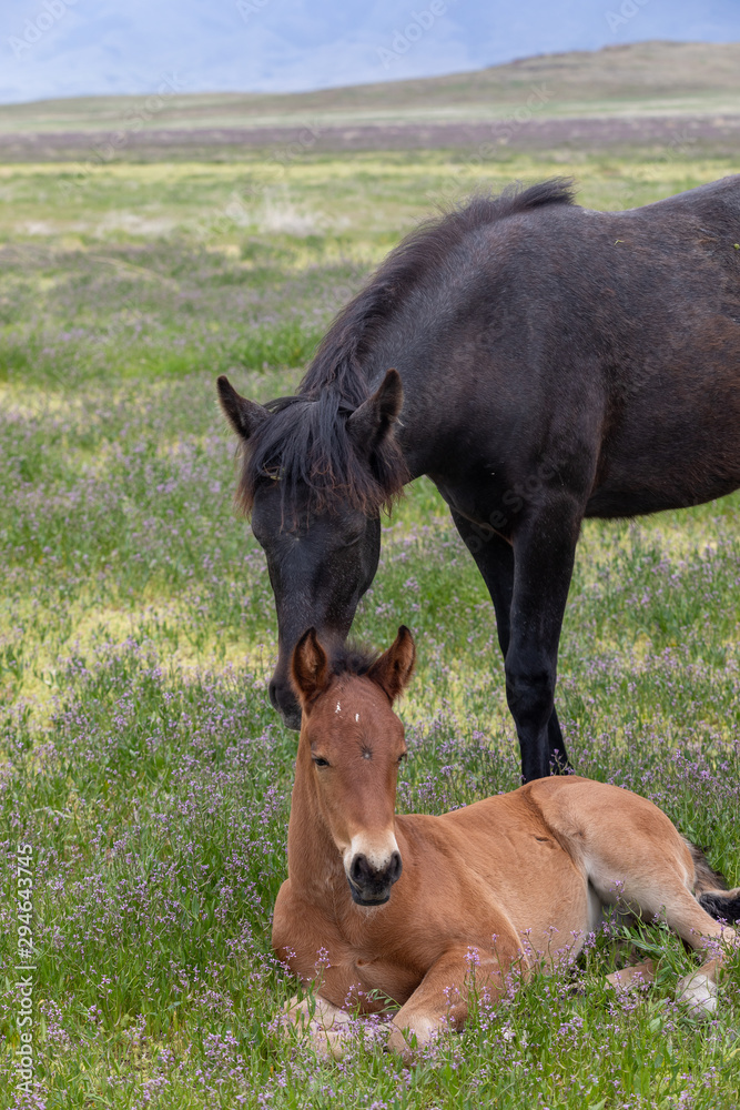 Fototapeta premium Wild Horse Mare and Foal in Spring in the Utah Desert