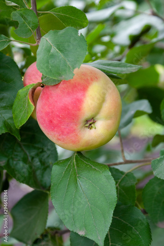 Wallpaper Mural Red Ripe apples on a branch on a background of green foliage. Close-up on a sunny day Torontodigital.ca