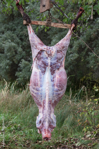 Cutting calf carcass outdor. Carcass hanging on a tree