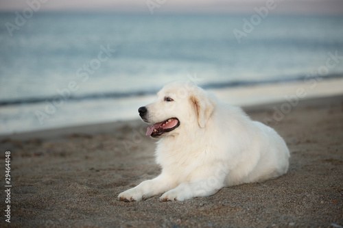 Beautiful, happy and free maremmano abruzzese dog on the beach. Big fluffy white dog at golden sunset in summer