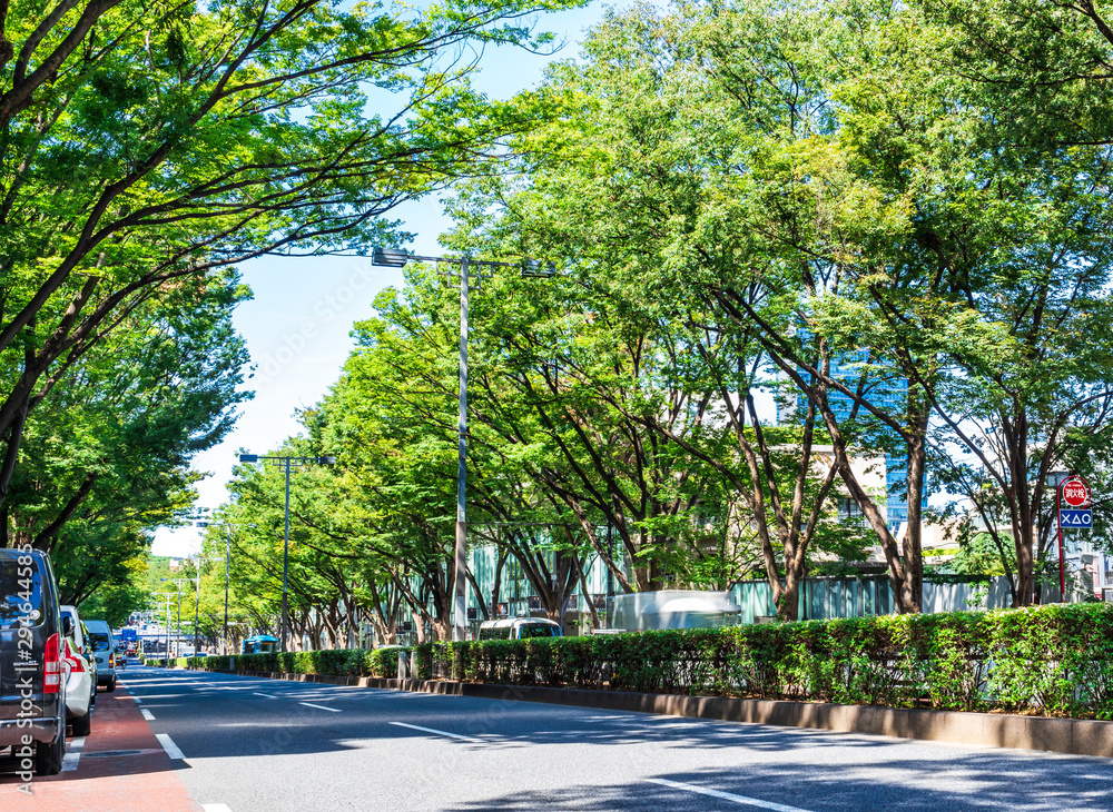 Fototapeta premium 東京 原宿・表参道