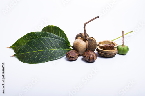 Green leaves and rubber seeds Put on white photo