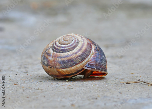 snail house on a rock