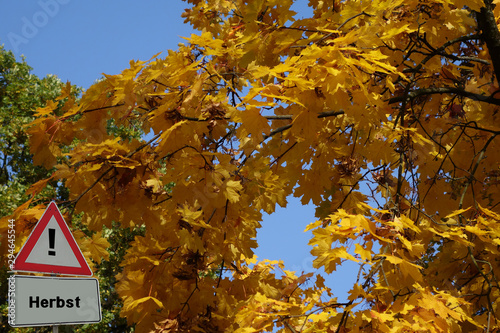 Herbst Ahorn Blätterfärbung photo