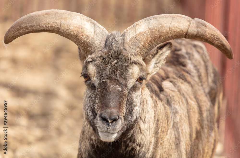 Portrait of a mountain sheep in a zoo