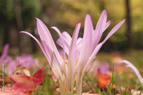 Wild autumn crocus flowers detail photo