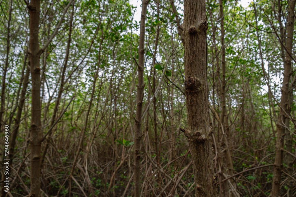 Fototapeta premium trunk of mangrove tree on blurred forest background
