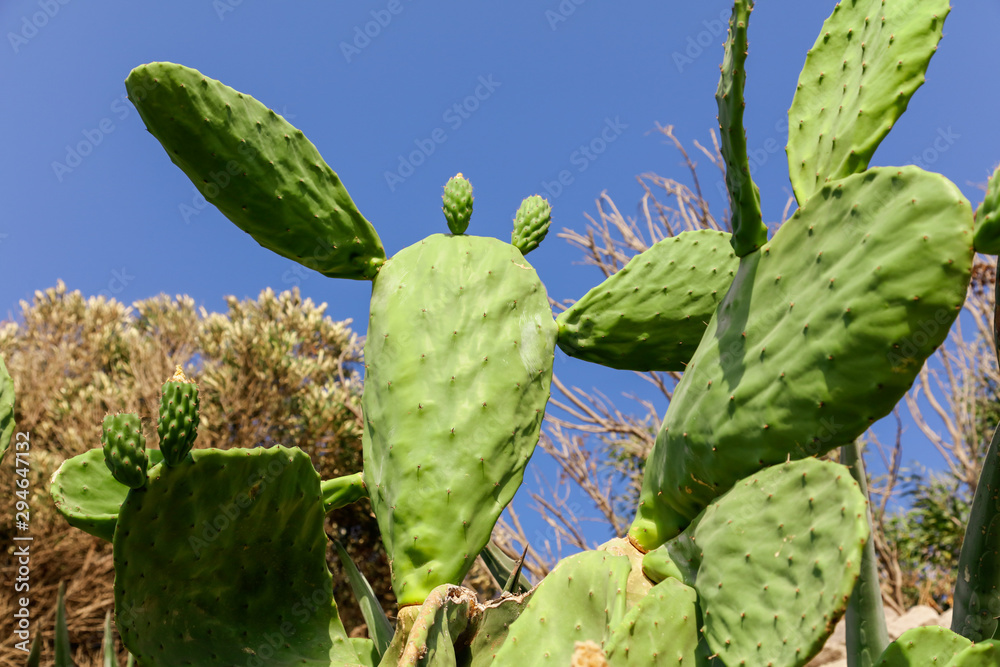 Green cactus in the nature Green cactus in the nature
