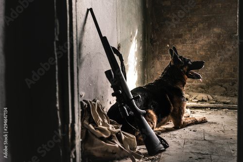 selective focus of  german shepherd dog sitting on floor near gun in abandoned building, post apocalyptic concept