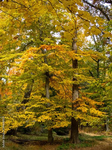 trees with yellow leaves in the woods in the fall