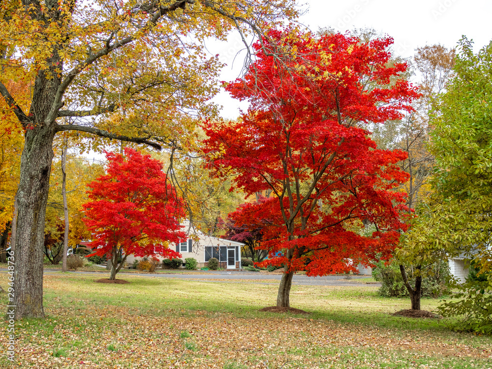 red maple trees in gardens in the fall red maple trees in gardens in the fall