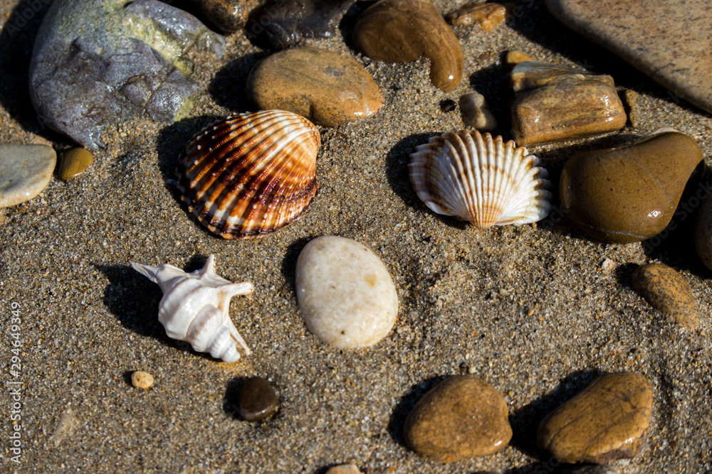 the remains of the shells on the shoreline in a late summer morning the remains of the shells on the shoreline in a late summer morning