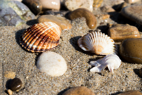 the remains of the shells on the shoreline in a late summer morning