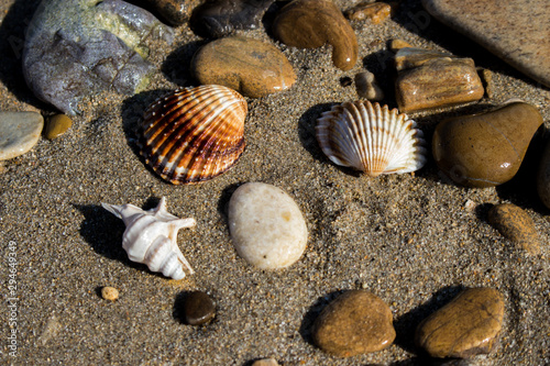 the remains of the shells on the shoreline in a late summer morning
