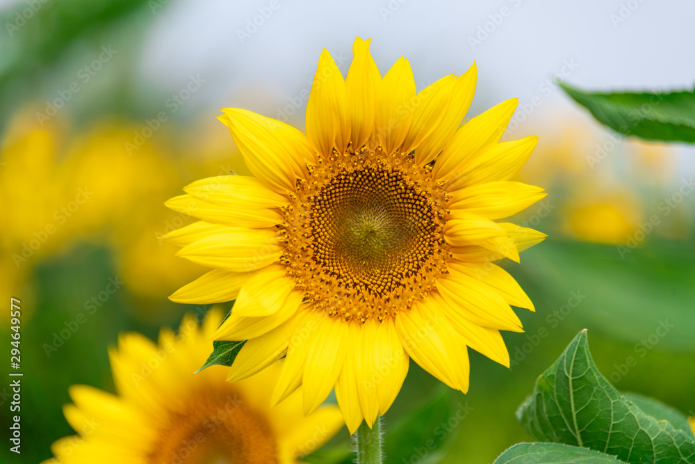 A close-up of beautiful sunflower flowers