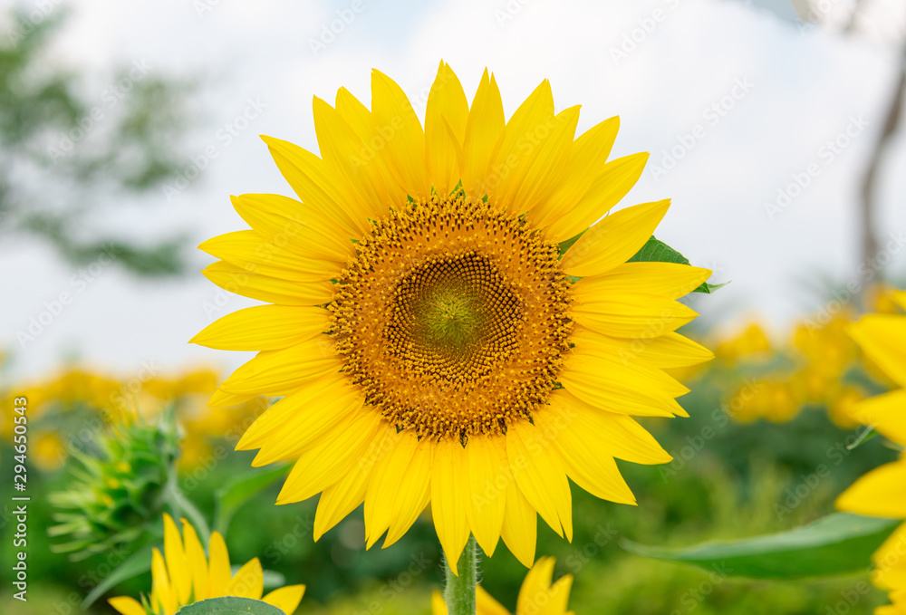 Fototapeta premium A close-up of beautiful sunflower flowers