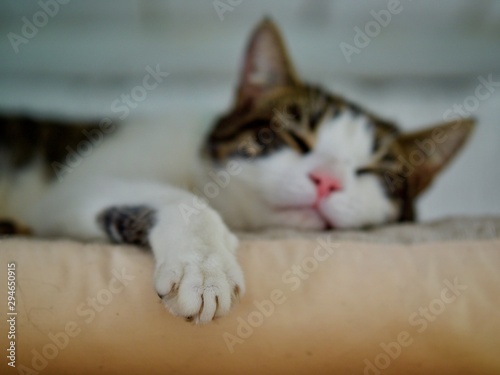 Fototapeta Naklejka Na Ścianę i Meble -  Sleeping Cat