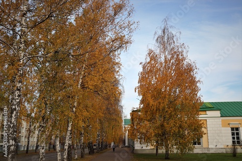 urban autumn landscape, birch with yellow leaves, house with a green roof