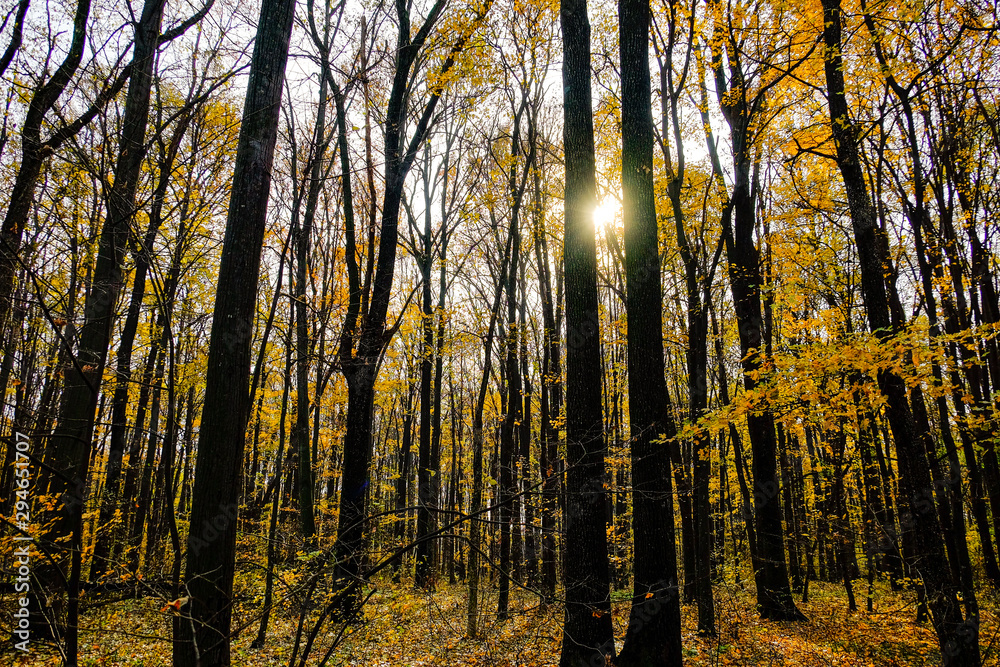 Obraz premium Wonderful autumn. Beautiful photos taken in the fall.