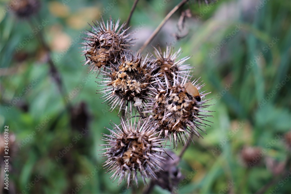 medicinal plant, dried burdock with needles medicinal plant, dried burdock with needles