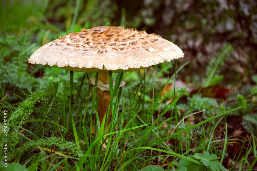 Autumn forest mushroom in green grass and tree in background. Macrolepiota procera, the Parasol mushroom. Autumn forest mushroom in green grass and tree in background. Macrolepiota procera, the Parasol mushroom.