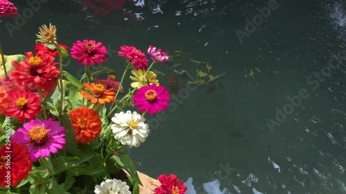 Beautiful flower in the garden